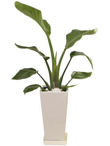 松村農園 観葉植物 本物 ストレリチア オーガスタ 6号 高陶器鉢 角 白 生産農家 鉢付き インテリア 植..