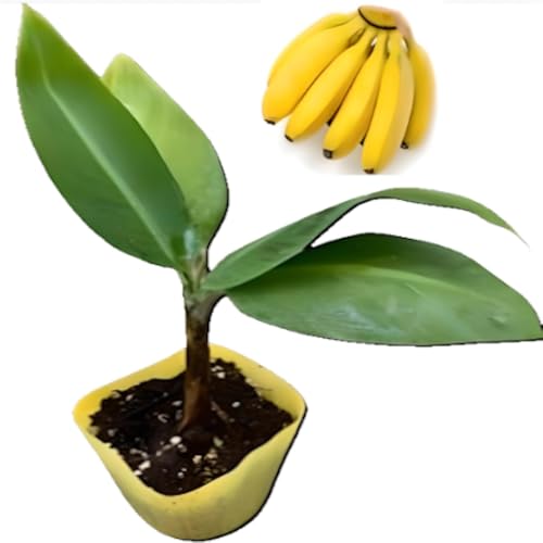 三尺バナナ苗 - 家庭菜園で育てる 香り高い甘いバナナ【背丈も低くて管理も楽々】