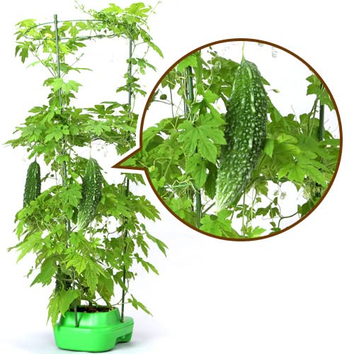 子どもも簡単家庭菜園水耕栽培キット...