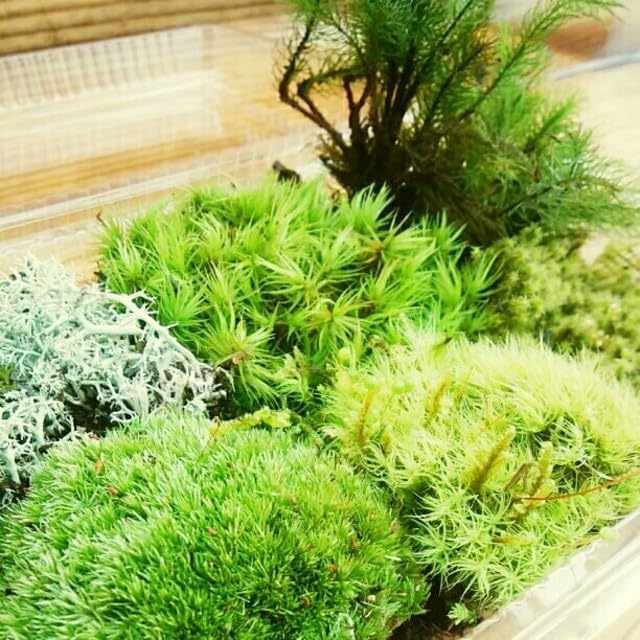 【めだか街道コケ】苔6種 詰め合わせパック 苔 コケ 苔テラリウム テラリウム 苔リウム 大容量 Lサイズ..