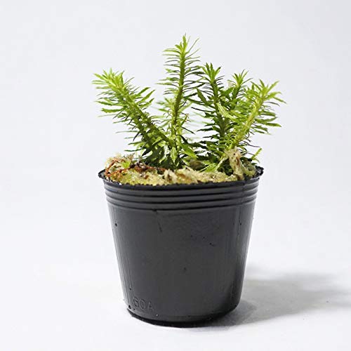 コケのインテリア コケリウム テラリウム シダ植物 山野草 苔盆栽 苔玉 トウゲシバ