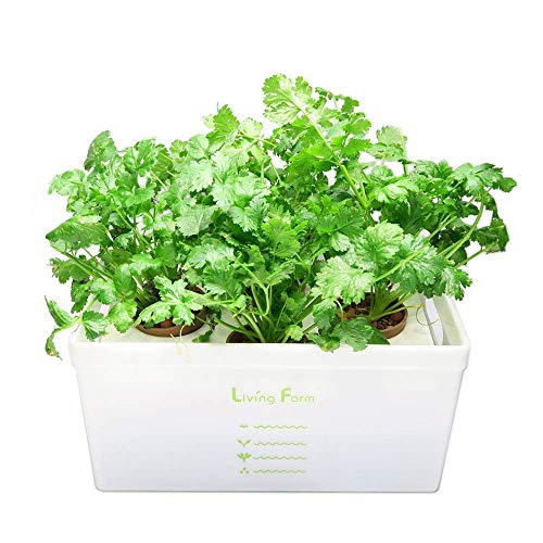 リビングファームパクチー水耕栽培育...