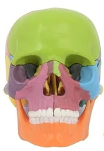Yinxiufa ミニ人類の頭骨モデル 4D 頭蓋骨解剖モデル 着色頭蓋骨解剖模型 立体パズル 15の部品のひらサ..