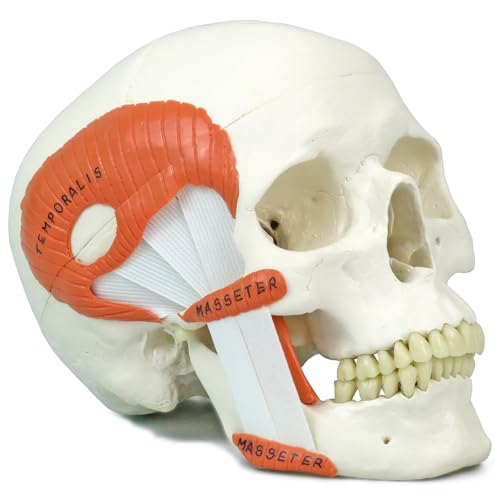 咀嚼のあり方や,顎関節症を説明に便利な頭蓋骨模型 - 頭蓋,咀嚼筋付,2分解モデル - 3B Scientific