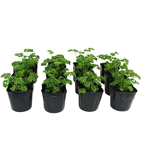 パセリ カーリ・パラマウント 野菜苗 12ポットセット 3号ポット