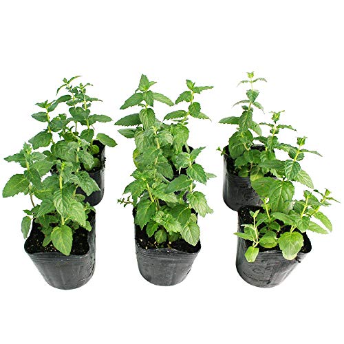 ハーブ ペパーミント ハーブ苗 6ポットセット 3号ポット フラワーブルームの苗