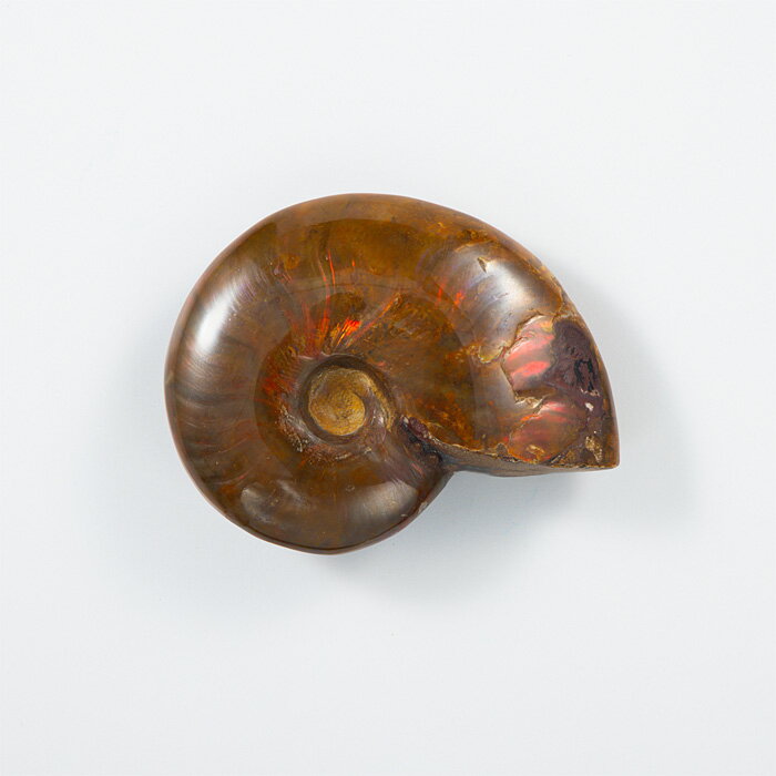 オパール化アンモナイト 化石 (マダガスカル産) No.41