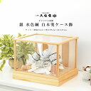 【5月31日迄☆8%OFF!】五月人形 ケース飾り おしゃれ コンパクト 8号 銀 水色縅 白木兜ケース飾 端午の節句 5月人形 【ご優待割引価格】