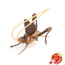 駿河竹千筋細工 鈴虫(オス) 日本製 手作り品 外国人向け 日本土産 日本みやげ 和 インテリア 静岡県伝統工芸品 伝統工芸士 千筋細工 道具 作家