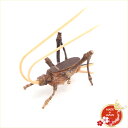 駿河竹千筋細工 鈴虫(メス)日本製 手作り品 外国人向け 日本土産 日本みやげ 和 インテリア 静岡県伝統工芸品 伝統工芸士 千筋細工 道具 作家