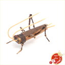 駿河竹千筋細工 きりぎりす 日本製 手作り品 外国人向け 日本土産 日本みやげ 和 インテリア 静岡県伝統工芸品 伝統工芸士 千筋細工 道具 作家