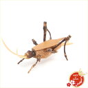 駿河竹千筋細工 まつむし 日本製 手作り品 外国人向け 日本土産 日本みやげ 和 インテリア 静岡県伝統工芸品 伝統工芸士 千筋細工 道具 作家