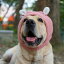 ドッグウェア かわいい 帽子 犬 ふわふわ 暖かい ヘッドギア ゴールデンレトリバー ラブラドール サモエド ピンク レッド ホワイト