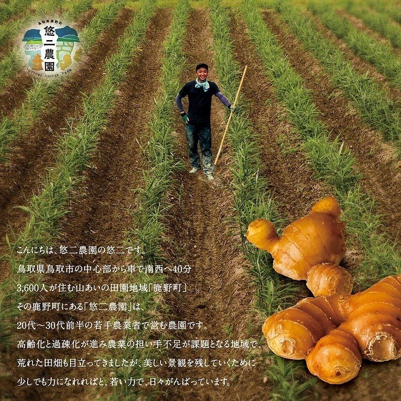 悠二農園の囲い生姜 4kg 鳥取県産 送料無料 国産 鳥取悠二農園 2023年 秋 収穫した 囲い生姜 しょうが 2