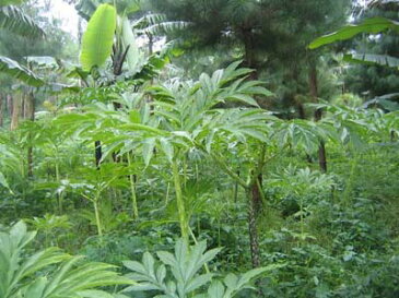 乾燥糸こんにゃく12個入り(ぷるんぷあん) 【P20Aug16】