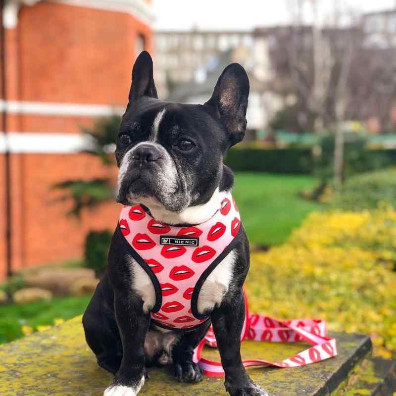ハーネス 小型犬 中型犬 犬用 胴輪 ペット用品 通気性 メッシュ素材 胸背帯 散歩用 リードセット 牽引紐 調整可能 着脱簡単 ソフトクッション フィット感 軽量 快適 お出かけ用 室内 アウトドア 外出用 蒸れにくい 高耐久性 安全設計 反射材付 散