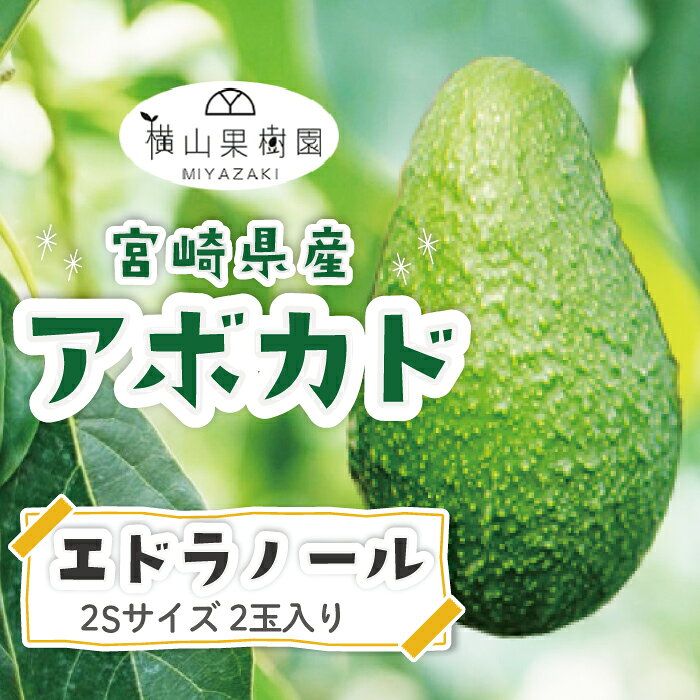 【11月上旬頃より順次発送】【送料無料】宮崎産アボカド「エドラノール」2Sサイズ(150g~199g)×2玉パック入り 【国産アボカド】【国産フルーツ】【フルーツギフト】