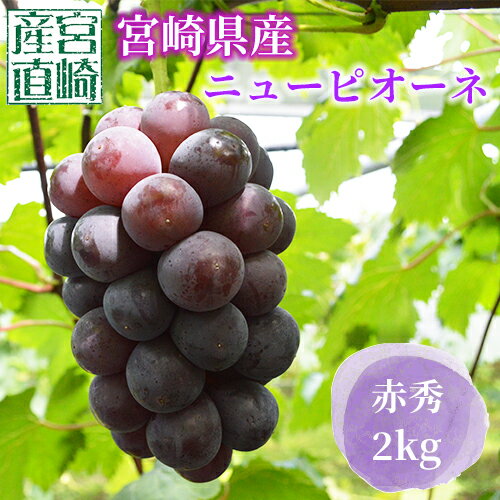 ʿ17ٰʾ塪ܺ껺 ˥塼ԥ 2Kg ֽ ʤ 渵 ե ץ쥼Ƚ  ˤ Ŵˤ ࿦ˤ ...