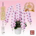 【胡蝶蘭 ピンク 5本立 75輪以上】ギフト 送料無料 宮崎産 開店祝い お祝い お供え 贈り物 胡蝶蘭 洋蘭の美翔