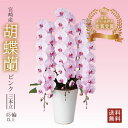 【胡蝶蘭 ピンク 3本立 45輪以上】ギフト 送料無料 宮崎産 開店祝い お祝い お供え 贈り物 胡蝶蘭 洋蘭の美翔