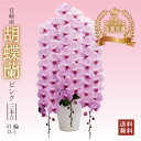 【胡蝶蘭 ピンク 3本立 51輪以上】ギフト 送料無料 宮崎産 開店祝い お祝い お供え 贈り物 胡蝶蘭 洋蘭の美翔