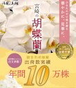 【胡蝶蘭 白 5本立 75輪以上】ギフト 送料無料 宮崎産 開店祝い お祝い お供え 贈り物 胡蝶蘭 洋蘭の美翔 2