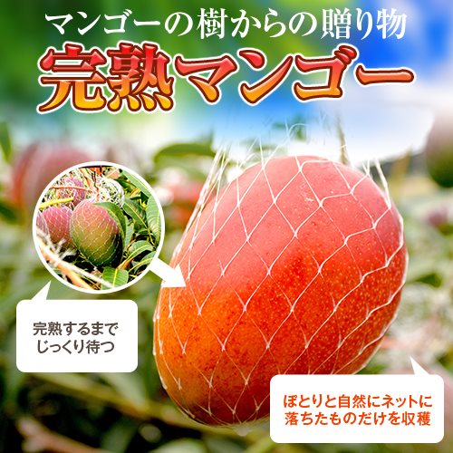 【ふるさと納税】【先行予約】梨 にっこり 約5kg 10～14個【茨城県共通返礼品 石岡市】なし ナシ 果物 くだもの フルーツ 国産 茨城県 守谷市 送料無料 ※2025年10月上旬～下旬頃に順次発送予定