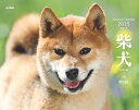 カレンダー2025 柴犬(月めくり/壁掛け) (ヤマケイカレンダー2025)