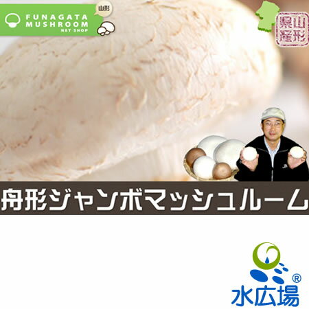 【山形県産】【産地直送】【送料無料】ジャンボマッシュルーム(ブラウン)(直径9〜10cm)×8本