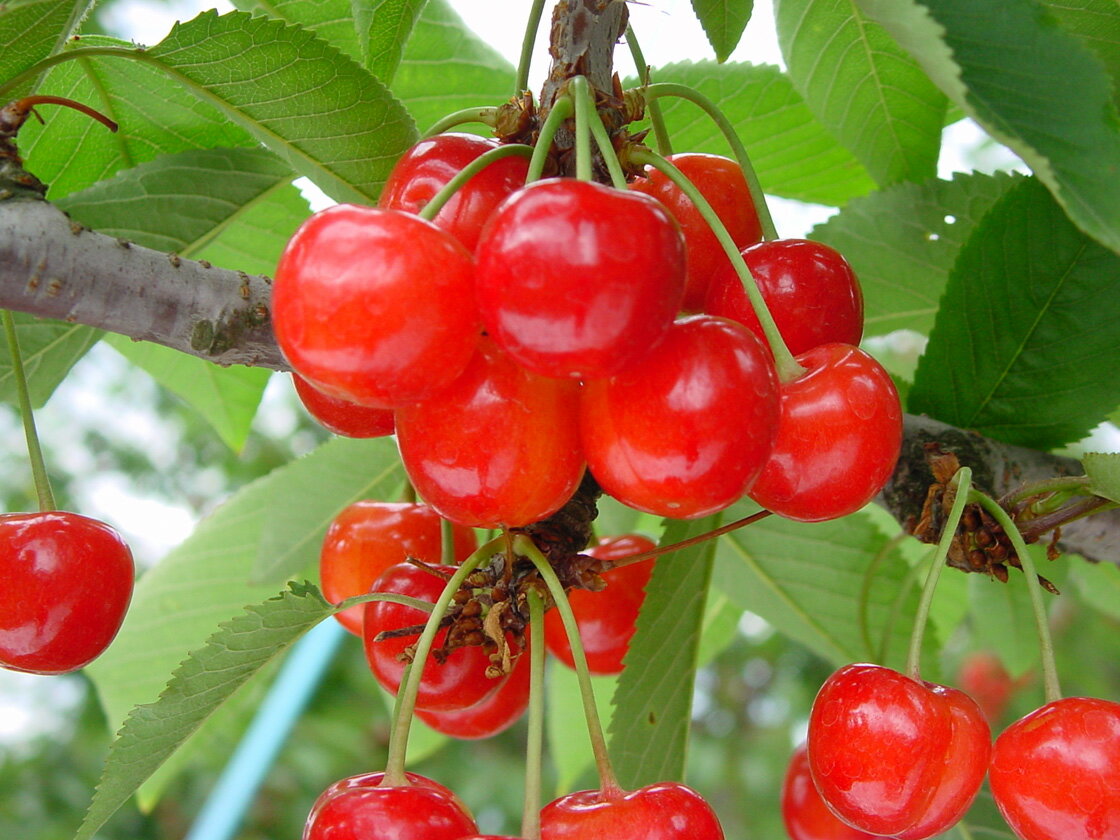 山形県産さくらんぼ紅秀峰（秀）バラ1kgLのサムネイル