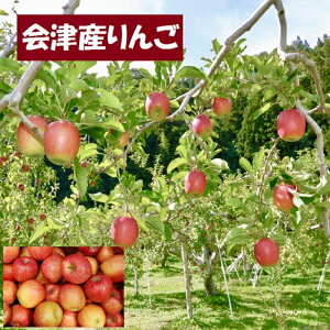 サンふじ　約10kgばら詰め　福島　会津産　送料無料　わけあり　サンフジ　りんご　リンゴ　ふじ（九州は送料600円増し、北海道、四国、中国地方は400円増しです）