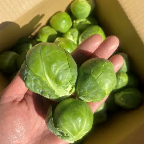 芽キャベツ 1kg 野菜 もぐはぐ農園のサムネイル