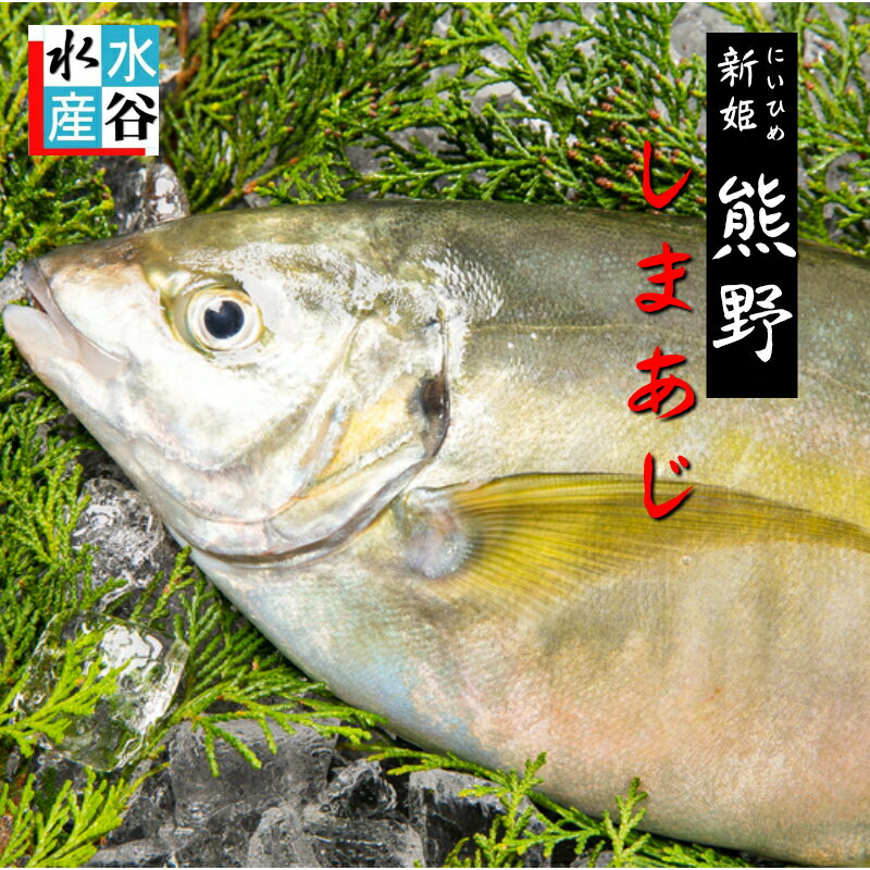 お客様評価4.8以上!!お刺身に！　熊野しまあじ　シマアジ　送料無料　活締め　お造り　お寿司　ご贈答　下処理可能　3枚おろし可能