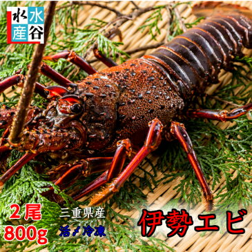 送料無料　活〆冷凍　大　三重県産伊勢海老　(2尾で約800g）三重県産　お刺身用　お歳暮　お祝い　ご贈答に　伊勢エビ　天然