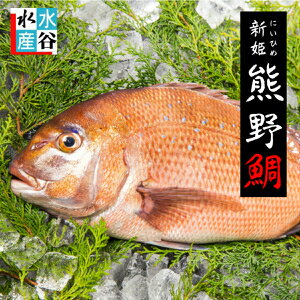 産地名三重県産（養殖）内容量約1kg（活〆の状態で）保存方法到着後は必ず冷蔵庫で保管してください消費期限商品到着時より2日（生食の場合）