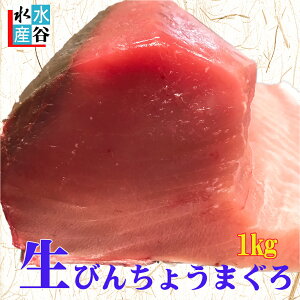 送料無料　紀伊勝浦産　生びんちょうまぐろ　マグロ　とんぼしび　びん長　お刺身　生マグロ　和歌山県産　産地直送