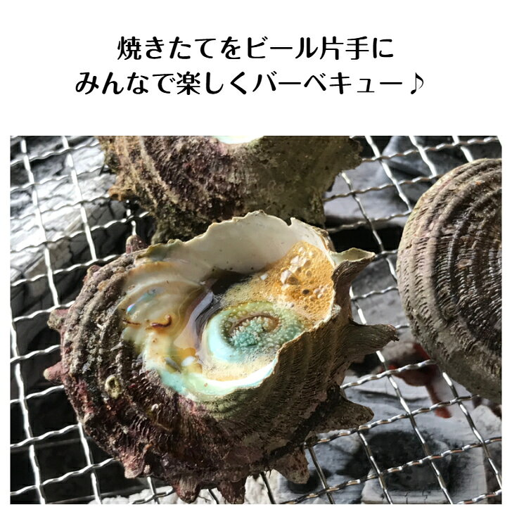 【送料無料】　活サザエ 1kg　海鮮バーベキューに！三重県産 天然 活 サザエ さざえ つぼ焼き バーベキュー BBQ 網焼き 貝類 磯 海鮮 【産地直送】 - Image 3