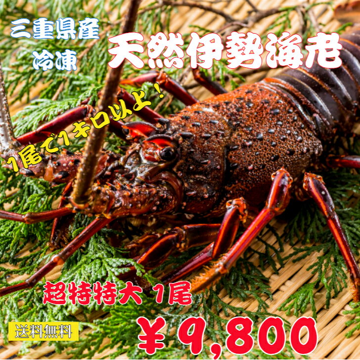 送料無料　活〆冷凍　超特大　三重県産伊勢海老　(2尾で約1.5kg）三重県産　お刺身用　お歳暮　お祝い　ご贈答に　伊勢エビ　天然