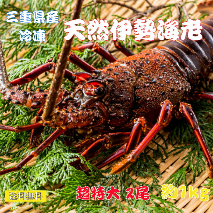 送料無料 活〆冷凍 伊勢海老 【特特大】三重県産 (2尾で約1kg）三重県産 お刺身用 お歳暮 お祝い ご贈答に 伊勢エビ　天然