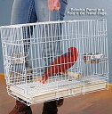 インコ 小鳥 バード トラベルキャリアー Two Size, Durable Metal Travel or Veterinary Collapsable Pa...
