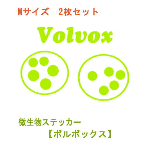 Rakuten - ウォールステッカー 微生物シリーズ ボルボックス Mサイズ volvox 2枚セット 北欧 壁紙　簡単 人気 インテリア ステッカー 転写 はがせる 自然 シンプル デコレーション 文字ステッカー オススメ インスタ映え wall sticker seal シール スマホ 窓 生物 理科