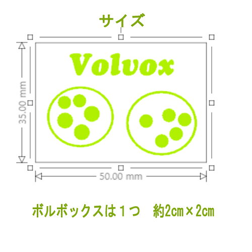 ウォールステッカー 微生物シリーズ ボルボックス Sサイズ volvox 北欧 壁紙　簡単 人気 インテリア ステッカー 転写 はがせる 自然 シンプル デコレーション 文字ステッカー オススメ インスタ映え wall sticker seal シール スマホ 窓 理科 生物 オリジナル - 2