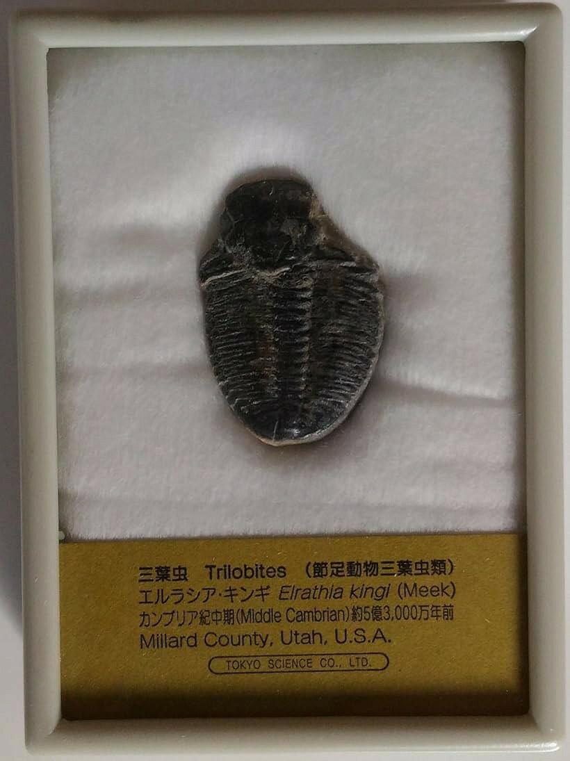 楽天市場】化石標本 三葉虫 エルラシアの通販