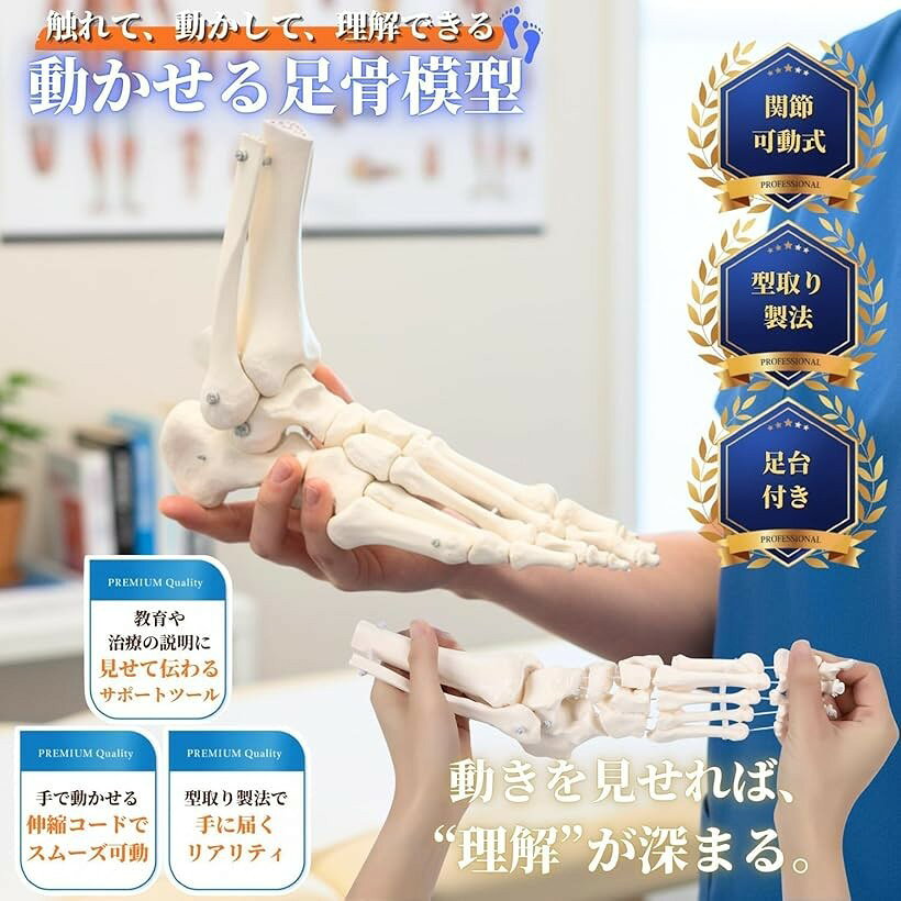 エムラインストアの動かして理解できる 足骨模型 可動式 伸縮コード連結 人体模型 骨格模型 骨格標本 学習・説明用 足模型｜アングル2