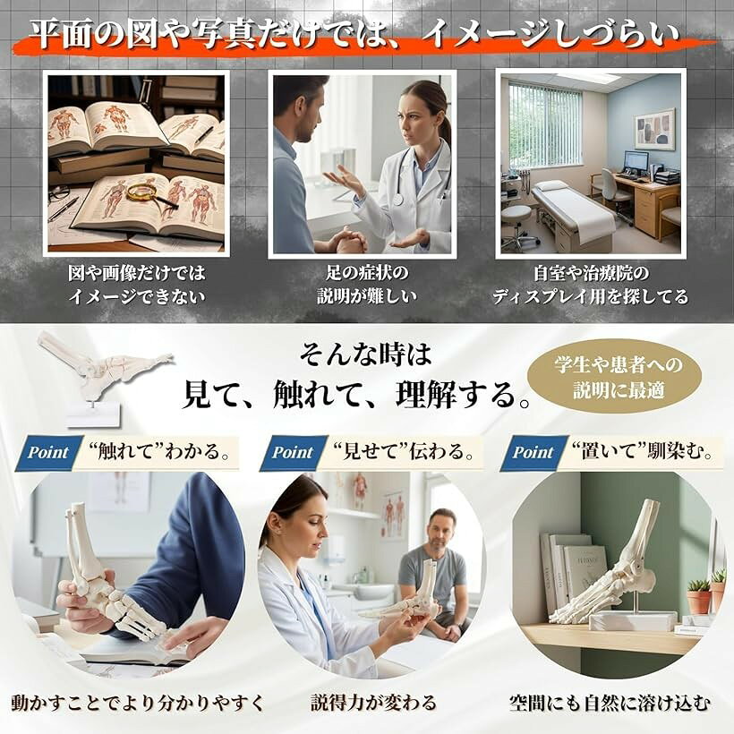 エムラインストアの動かして理解できる 足骨模型 可動式 伸縮コード連結 人体模型 骨格模型 骨格標本 学習・説明用 足模型｜アングル3