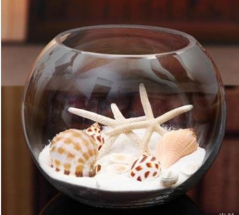 �ڳ�ŷ��󥭥�1�����ޡۥ��饹 ���� �ƥ�ꥦ�� ���տ�ʪ ����ƥꥢ �������ꥦ�� ���ȭ �ˤ� 18cm 22cm 25cm 15cm