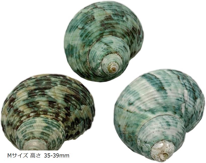 ヤドカリのおうち 宿替え用 ミドリの貝殻 3個入 Mサイズ 高さ 35-39mmS37-3 Lサイズ 40-44mm Sサイズ 30-34mm XSサイズ 27-29mm Mサイズ 高さ 35-39mm