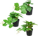 AINetJP Premium フェイクグリーン 3点セット インテリア 世話不要 癒し 観葉植物 オールシーズン 鉢植え