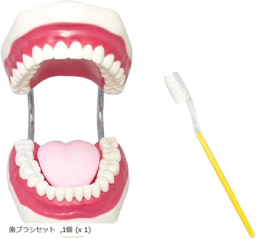 シーエムワイ セレクト 歯 模型 歯列模型 歯模型 大型 モデル 無段階 開閉式 歯ブラシ セット 歯ブラシ..