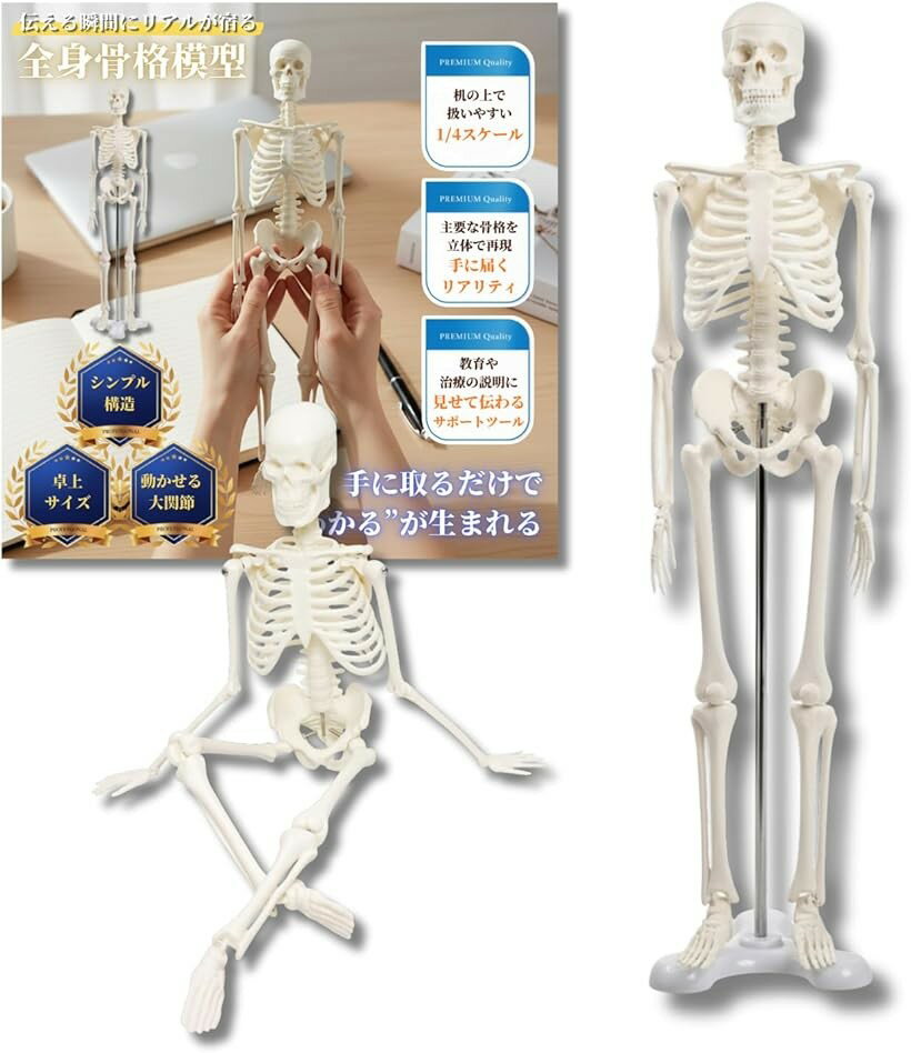 シンプルな1/4サイズの全身骨格模型 人体模型 ミニ 骨格標本 骨模型 卓上サイズ 動かせる大関節